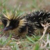 Photo de Tenrec