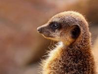 Photo de Suricate