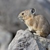 Photo de Pika