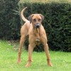 Photo de Ridgeback