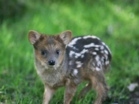Photo de Poudou
