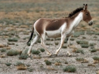 Photo de Kiang