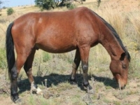 Photo de Basuto