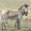 Photo de Quagga