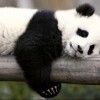 Photo de Panda