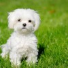 Photo de Bichon