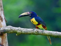 Photo de Aracari