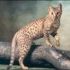 Photo de Ocicat