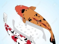 Photo de Koï