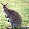 Photo de Wallaby