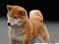 Photo de Shiba