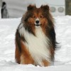 Photo de Sheltie