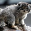 Photo de Manul