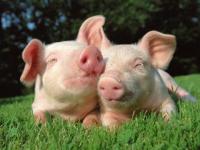 Photo de Cochon