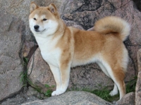 Photo de Shiba