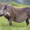 Photo de Warthog