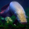 Photo de Arapaima