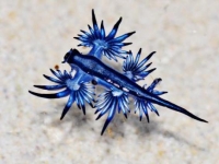 Photo de Glaucus