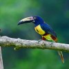 Photo de Aracari