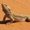 Photo de Pogona