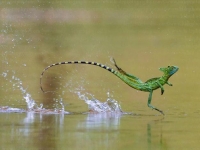 Photo de Basilic