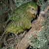 Photo de Kakapo