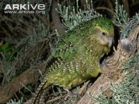 Photo de Kakapo