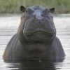 Photo de Hippopotame