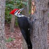 Photo de Woodpecker