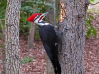 Photo de Woodpecker