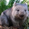 Photo de Wombat