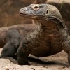 Photo de Komodo