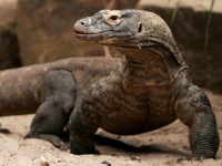 Photo de Komodo