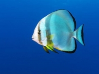 Photo de Platax