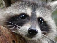 Photo de Racoon