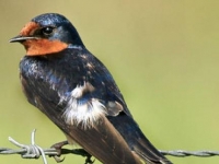 Photo de Hirundo