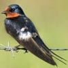 Photo de Hirundo