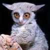 Photo de Galago