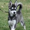 Photo de Klee Kai