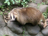 Photo de Anakuma