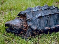 Photo de Macroclémys