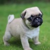 Photo de Pug