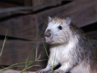 Photo de Hutia