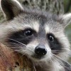 Photo de Racoon