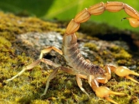 Photo de Scorpion