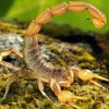 Photo de Scorpion