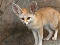 Photo de Fennec