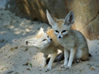 Photo de Fennec
