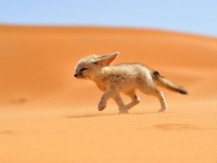 Photo de Fennec