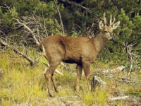 Photo de Güemal